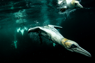 Diving gannet - Conrad Dickinson