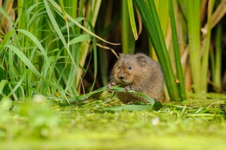 Water vole - Terry Whittaker/2020VISION