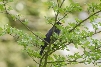 Blackbird - David Tipling/2020VISION