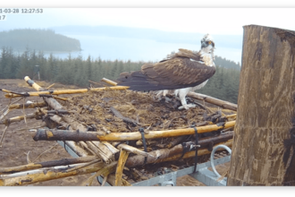 Osprey YA - Kielder Water & Forest Park