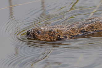 Water vole swimming - Amy Lewis