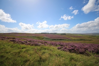 Benshaw Moor - Alice McCourt