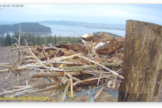 Nest 7 with eggs - Kielder Water & Forest Park