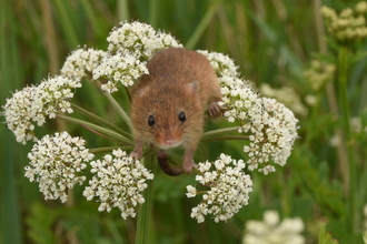 Harvest mouse at East Chevington - Joel Ireland