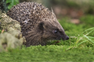 Hedgehog - Paul Hobson