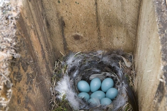 Redstart eggs - Duncan Hoyle