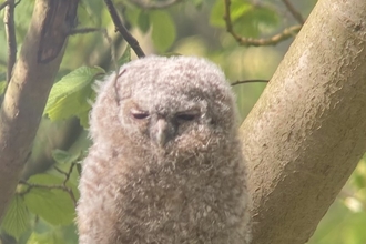 Tawny owl chick on branch of tree - Alex Lister