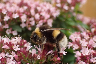 Buff Tailed Bumblebee - Duncan Hutt