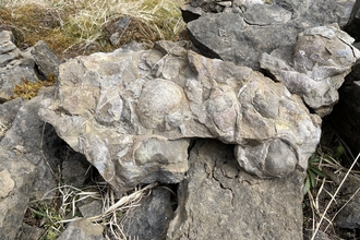 Fossil of the month - Gigantoproductus