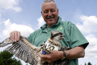 Martin Davison rings osprey chick - Forestry England