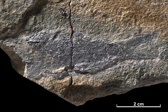 Fossil of the month - palaeoniscum McIntyre, B.M