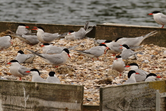 Common Tern - Royal Quays Marina