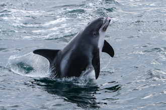 White-beaked dolphin E of Dunstanburgh 