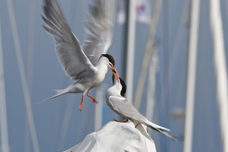 Common Tern Feeding