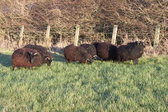 Flexigraze Manx loughton sheep - Stephen Comber