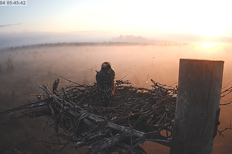 Osprey Elsin - Forestry England