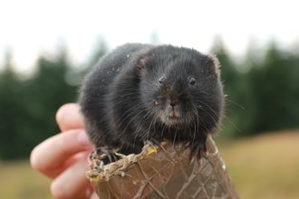 Water vole release - Katy Barke