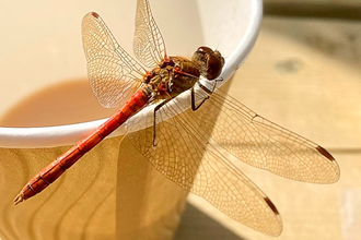 Dragonfly coffee cup - Julia and Mick Saunders