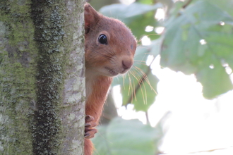 Red Squirrel - Pamela Dewener