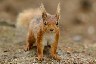 Red squirrel - John Bridges