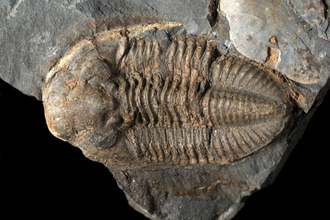 Fossil of the month - Trilobites