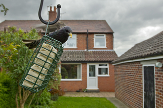 Starling bird feeder - Ben Hall/2020VISION