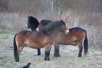 Flexigraze Exmoor ponies at Druridge Pools, images Sheila Luck