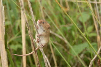 Harvest mouse at East Chevington, image Joel Ireland.