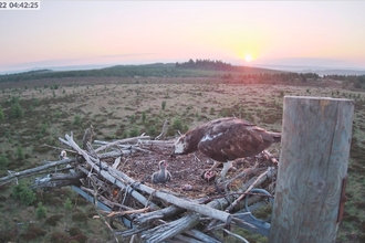 Osprey breakfast at sunrise in Kielder Forest. Image Forestry England.