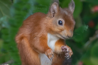 Red squirrel at Hauxley - Ian Page