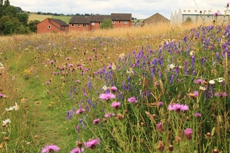 Wildflowers, image Kieron Huston