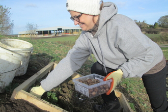 Northumberland Wildlife Trust volunteer Michelle Thompson helping with the bulb planting, image Lynette Friend