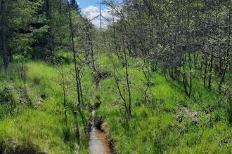 River corridor within tree plantation at West Chevington, image Alice McCourt