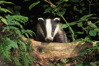 Image of a badger peering over a fallen log, surrounded by green shrubbery.