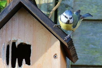 Blue tit - pixabay.com