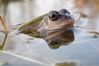 Frog in pond