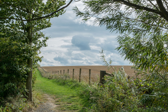 A field at Hauxley nature reserve  