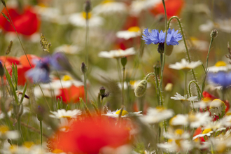 Wild flower meadow Paul Hobson