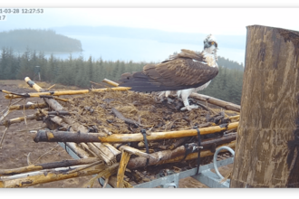 Windswept osprey in 2021, image Forestry England