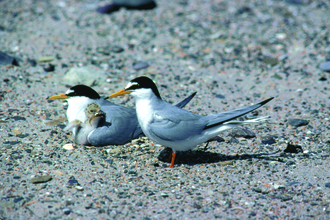 Image of two parent terns with chicks.