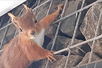 Image of the curious red squirrel climbing up the wire grid on the wall of Hauxley Wildlife Discovery Centre.