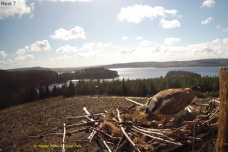 Osprey on Nest 7. Image by Kielder Water & Forest Park.