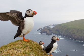 Puffins.  Image by Mark Hamblin 2020VISION.