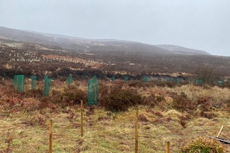 Tree planting in April.  Image by Natasha Hemsley.