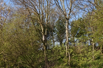 Taken over tawny owl box at Hauxley