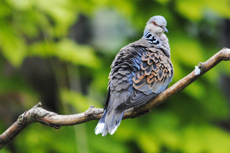 Turtle dove on a branch.