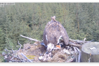 Kielder ospreys 2022