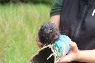 Water vole release June 2022