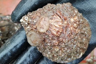 A close-up image of a native oyster, being held in a hand with a black glove on, with two nudibranchs attached.