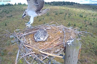 Fourlaws the osprey chick taking her first flight. Image Forestry England.